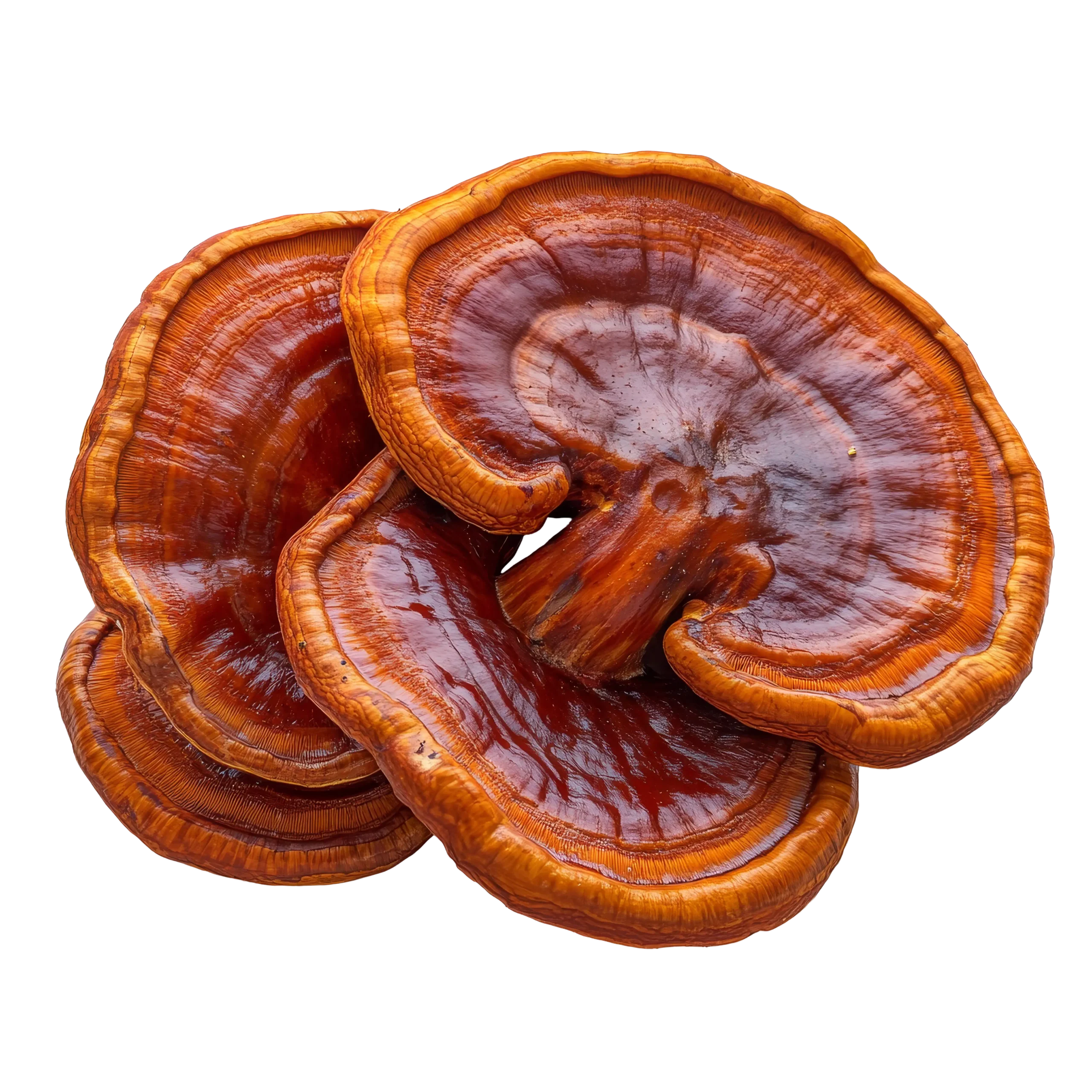 reishi-mushrooms-t